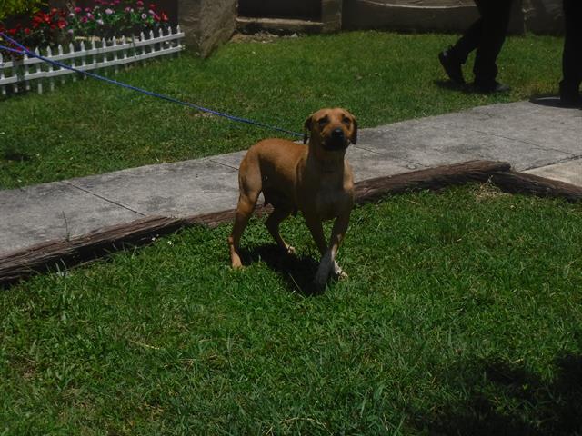 adoptable Dog in Miami, FL named LUNA