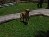 adoptable Dog in  named LUNA