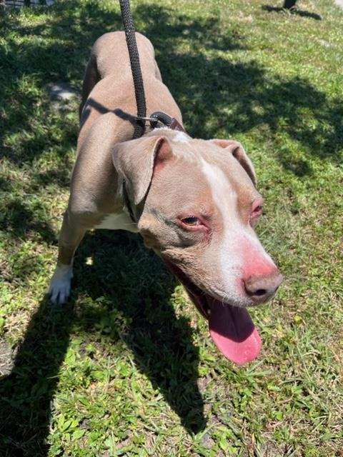adoptable Dog in Miami, FL named CHINA