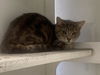 adoptable Cat in  named MADDIE