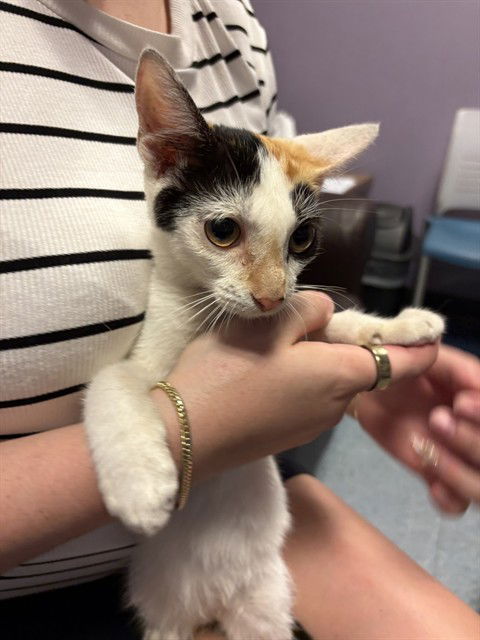 adoptable Cat in Miami, FL named BIRDIE