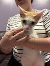 adoptable Cat in  named BUTTERNUT