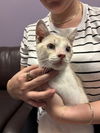 adoptable Cat in  named CATNIP