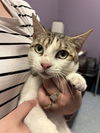 adoptable Cat in  named COAL