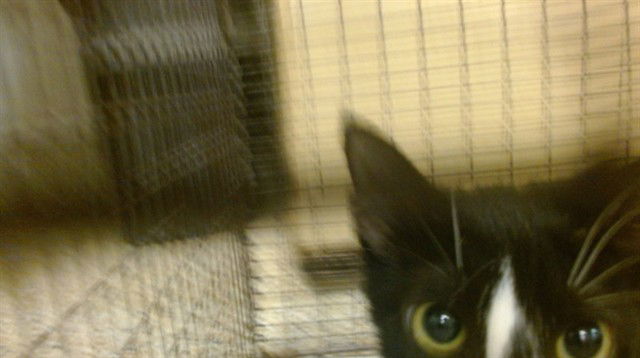 adoptable Cat in Miami, FL named FENDI