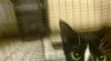 adoptable Cat in  named FENDI