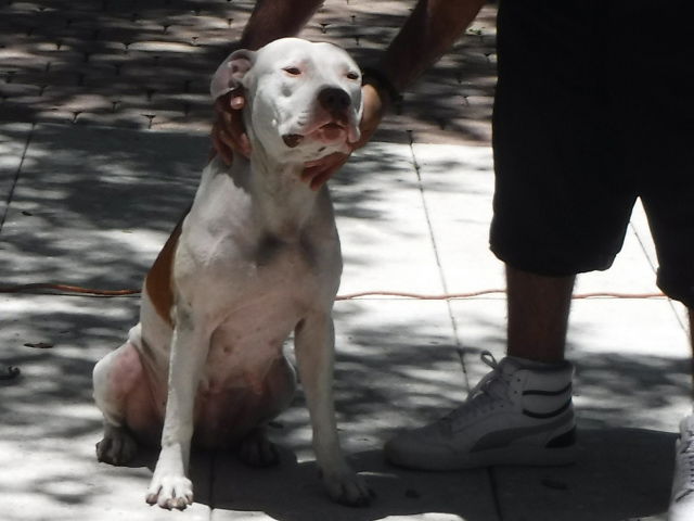 adoptable Dog in Miami, FL named PUDDING
