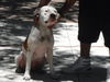 adoptable Dog in  named PUDDING