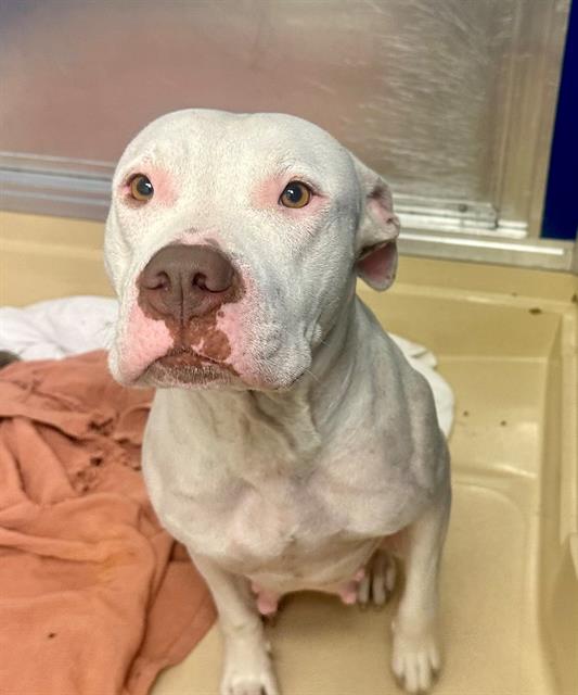 adoptable Dog in Miami, FL named PUDDING