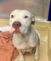 adoptable Dog in miami, FL named PUDDING