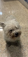 adoptable Dog in  named ARLO
