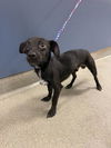 adoptable Dog in  named SOSA
