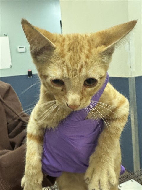 adoptable Cat in Miami, FL named BEAR