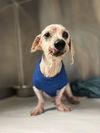 adoptable Dog in  named JUNIOR