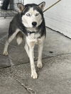 adoptable Dog in  named LOLA