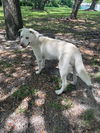 adoptable Dog in ,  named RUBIO