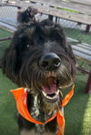 adoptable Dog in , FL named MARLO