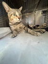 adoptable Cat in , FL named TIGGER