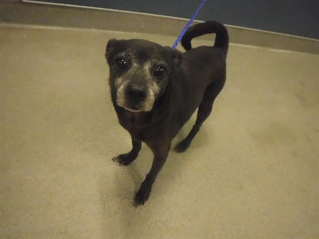 adoptable Dog in Miami, FL named MANGO