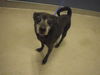 adoptable Dog in  named MANGO