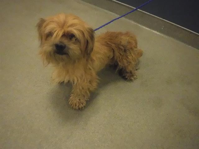 adoptable Dog in Miami, FL named BOBBY