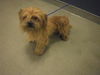 adoptable Dog in  named BOBBY