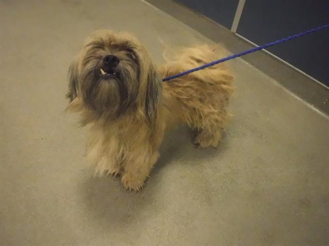 adoptable Dog in Miami, FL named TIMMY
