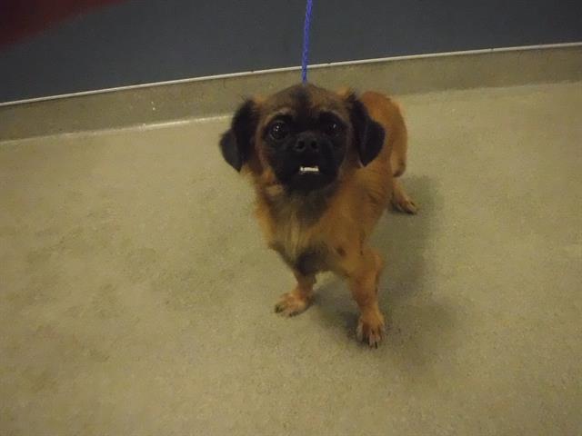 adoptable Dog in Miami, FL named MIMI