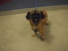 adoptable Dog in  named MIMI