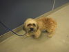 adoptable Dog in  named CARL