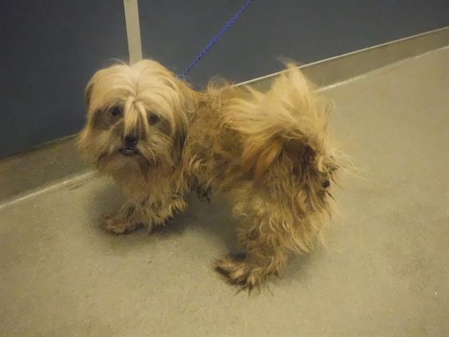 adoptable Dog in Miami, FL named TINA