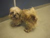 adoptable Dog in  named TINA