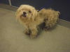 adoptable Dog in  named ROBBY