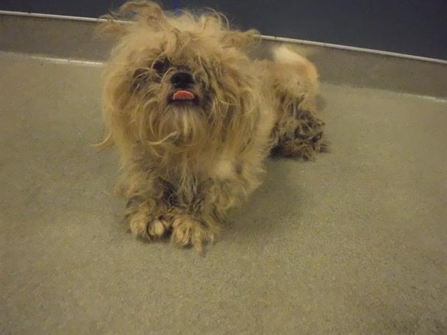 adoptable Dog in Miami, FL named LLOYD