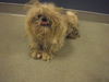 adoptable Dog in  named LLOYD