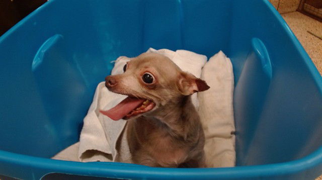 adoptable Dog in Miami, FL named ABBY