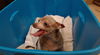 adoptable Dog in  named ABBY