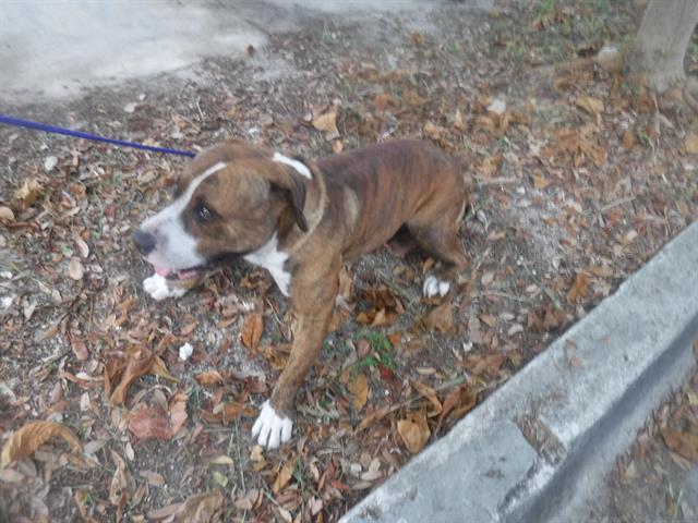 adoptable Dog in Miami, FL named JACK