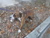 adoptable Dog in  named JACK