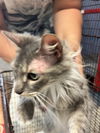 adoptable Cat in  named GATTA