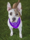 adoptable Dog in  named ALESSIA