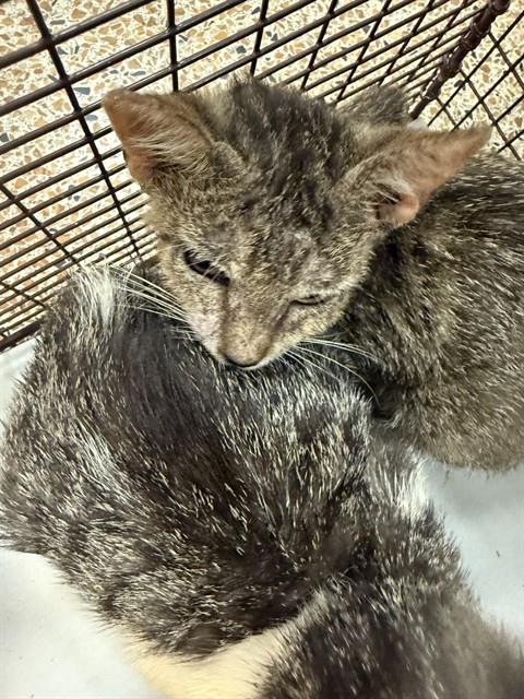 adoptable Cat in Miami, FL named SAM