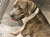 adoptable Dog in  named SOMBRA