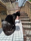 adoptable Cat in miami, FL named ABBY