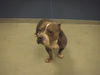 adoptable Dog in  named SKYLAR