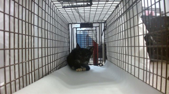 adoptable Cat in Miami, FL named A2711034