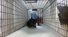 adoptable Cat in miami, FL named A2711034