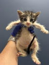 adoptable Cat in miami, FL named BUNNY