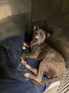 adoptable Dog in  named DUNCAN