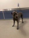 adoptable Dog in  named SANSA